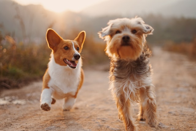 Cães Grandes Vivem Mais Do Que Cães Pequenos?